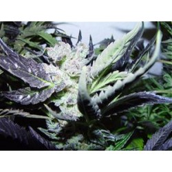 ROCK BUD * SOMA SEEDS 10 SEMI FEM