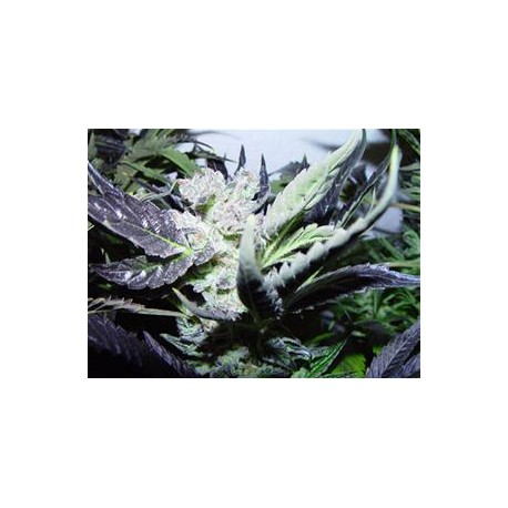 ROCK BUD * SOMA SEEDS 5 SEMI FEM 