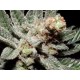 G13-HAZE AMETHYST * SOMASEEDS 10 SEMI REG 