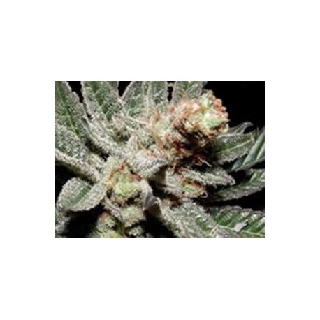 G13-HAZE AMETHYST * SOMASEEDS 10 SEMI REG 