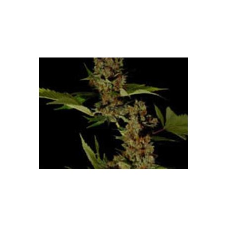 G13-HAZE FREE TIBET * SOMASEEDS 10 SEMI REG 