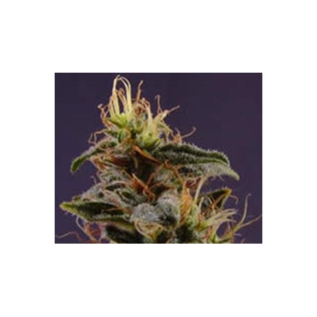 G13-HAZE N.Y.C.DIESEL * SOMASEEDS 10 SEMI REG 