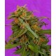 G13-HAZE RECICLING BUDDHA * SOMASEEDS 10 SEMI REG