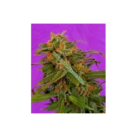 G13-HAZE RECICLING BUDDHA * SOMASEEDS 10 SEMI REG