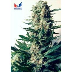 CRITICAL # 47 * POSITRONICS FEMINIZED 1 SEME FEM 