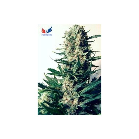 CRITICAL # 47 * POSITRONICS FEMINIZED 1 SEME FEM 