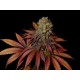 G13-HAZE ROCK BUD * SOMASEEDS 10 SEMI REG