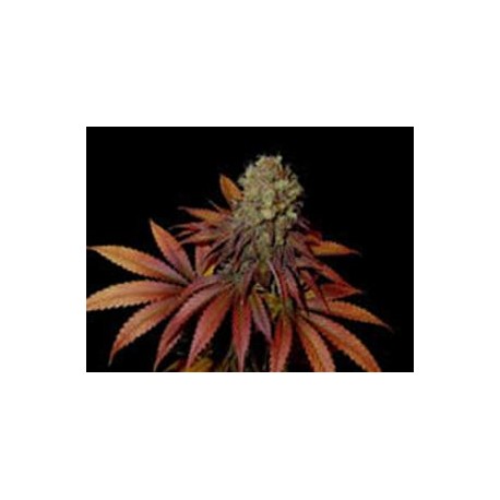 G13-HAZE ROCK BUD * SOMASEEDS 10 SEMI REG