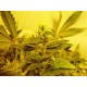 G13-HAZE SOMATIVA * SOMASEEDS 10 SEMI REG 