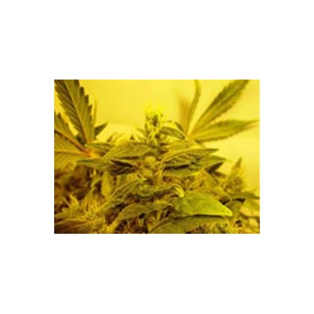 G13-HAZE SOMATIVA * SOMASEEDS 10 SEMI REG 