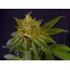 G13-HAZE WHITE LIGHT * SOMASEEDS 10 SEMI REG 