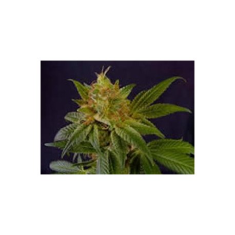 G13-HAZE WHITE LIGHT * SOMASEEDS 10 SEMI REG 