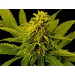 G13-HAZE WHITE WILLOW * SOMASEEDS 10 SEMI REG 