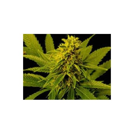 G13-HAZE WHITE WILLOW * SOMASEEDS 10 SEMI REG 