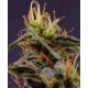 G13-N.Y.C. DIESEL * SOMASEEDS 5 SEMI REG 