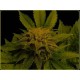 AFGHAN DELIGHT * SOMA SEEDS 10 SEMI REG 