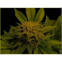 AFGHAN DELIGHT * SOMA SEEDS 10 SEMI REG 