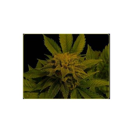 AFGHAN DELIGHT * SOMA SEEDS 10 SEMI REG 