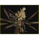 AMETHYST BUD * SOMA SEEDS 10 SEMI REG 