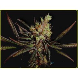 AMETHYST BUD * SOMA SEEDS 10 SEMI REG 