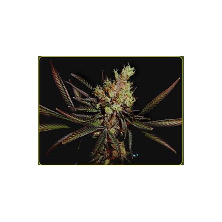 AMETHYST BUD * SOMA SEEDS 10 SEMI REG 