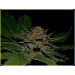 BIG KAHUNA * SOMA SEEDS 10 SEMI REG