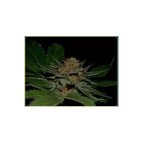 BIG KAHUNA * SOMA SEEDS 10 SEMI REG