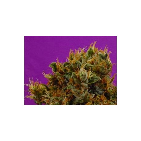 BUDDHA SISTER * SOMA SEEDS 10 SEMI REG 