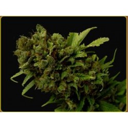 CITRALAH * SOMA SEEDS 10 SEMI REG