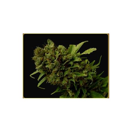 CITRALAH * SOMA SEEDS 10 SEMI REG