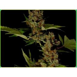 FREE TIBET * SOMA SEEDS 10 SEMI REG 