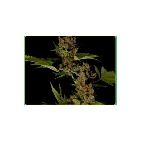 FREE TIBET * SOMA SEEDS 10 SEMI REG 