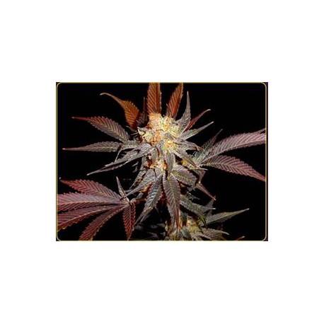 LAVENDER * SOMA SEEDS 10 SEMI REG 