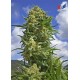 BLACK WIDOW * POSITRONICS FEMINIZED 3 SEMI 