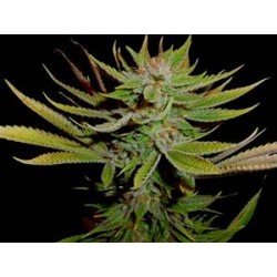 RECICLING BUDDHA * SOMA SEEDS 10 SEMI REG 