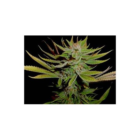 RECICLING BUDDHA * SOMA SEEDS 10 SEMI REG 