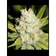 SOGOUDA * SOMA SEEDS REGULAR 10 SEMI 