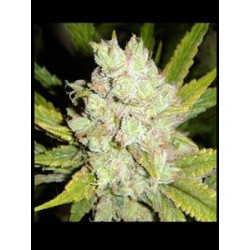 SOGOUDA * SOMA SEEDS REGULAR 10 SEMI 