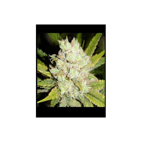 SOGOUDA * SOMA SEEDS REGULAR 10 SEMI 