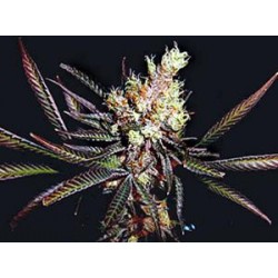 SOMA SALAD * SOMA SEEDS REGULAR 10 SEMI 