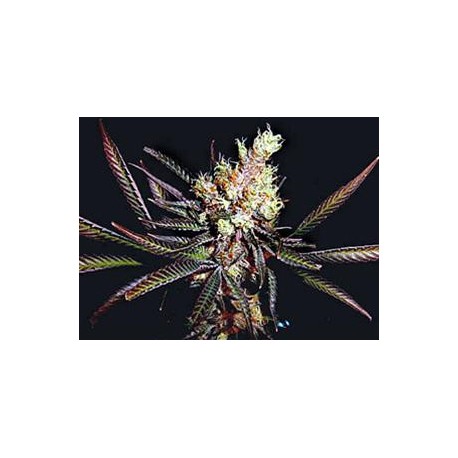 SOMA SALAD * SOMA SEEDS REGULAR 10 SEMI 