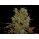 SOMANGO * SOMA SEEDS REGULAR 10 SEMI 