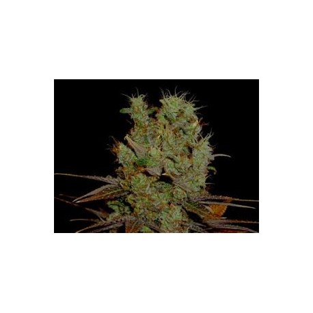 SOMANGO * SOMA SEEDS REGULAR 10 SEMI 