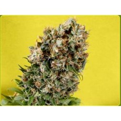 SOMATIVA * SOMA SEEDS REGULAR 10 SEMI 