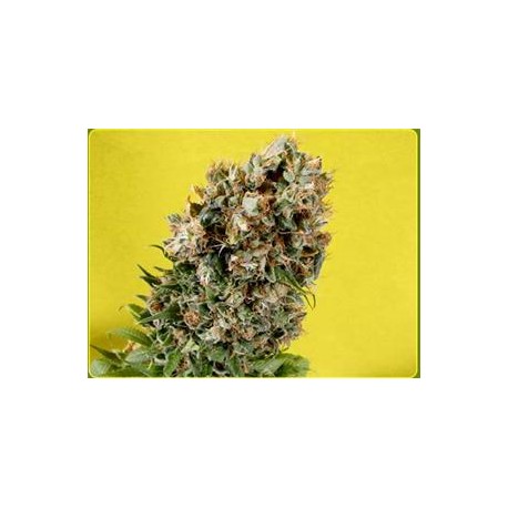 SOMATIVA * SOMA SEEDS REGULAR 10 SEMI 