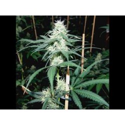 SOMAVI * SOMA SEEDS REGULAR 10 SEMI 