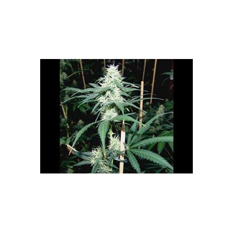 SOMAVI * SOMA SEEDS REGULAR 10 SEMI 