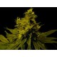 WHITE LIGHT * SOMA SEEDS REGULAR 10 SEMI 