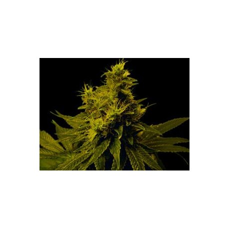 WHITE LIGHT * SOMA SEEDS REGULAR 10 SEMI 