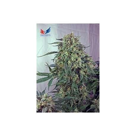 CARAMELICE * POSITRONICS FEMINIZED 3 SEMI 